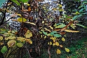 Parco Europa Autunno_063